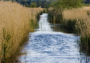 David Tipling Wildlife Photographer Prints: Minsmere Suffolk May