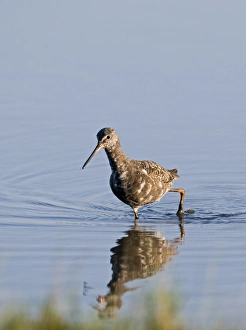 Moulting adult Spotted Redshank Tringa erythropus Titchwell Norfolk July Moulting adult Spotted Redshank Tringa erythropus Titchwell Norfolk July