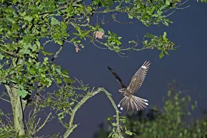 Nightjar Capremulgus europaea alighting on song post Norfolk June Nightjar Capremulgus europaea alighting on song post Norfolk June