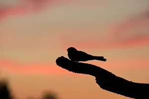Nightjar Caprimulgus europaeus male churring on song post North Norfolk June Nightjar Caprimulgus europaeus male churring on song post North Norfolk June