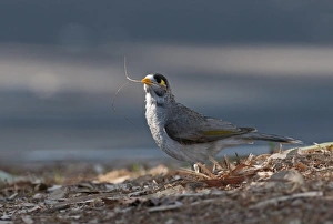 Noisy Miner Manorina melanocephala collecting nest material Queensland Australia Noisy Miner Manorina melanocephala collecting nest material Queensland Australia