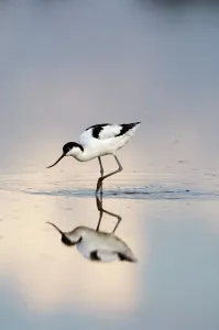 Bird Prints: Avocet Recurvirostra avocetta feeding Print