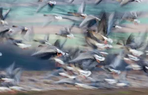 Bird Prints: Pink-footed Geese Print - North Norfolk Winter Landscape