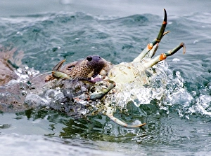 Otter Lutra lutra bringing crab ashore Shetland June Otter Lutra lutra bringing crab ashore Shetland June