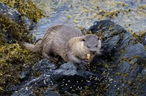 Images Dated 27th May 2005: Otter Lutra lutra (dog) eating crab Shetland Scotland June