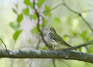 Ovenbird Seiurus aurocapilla Cape May New Jersey USA May Ovenbird Seiurus aurocapilla Cape May New Jersey USA May