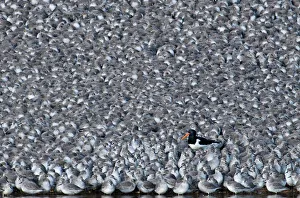 Oystercatcher Haematopus ostralegus among roosting Knot Caldris canutus Snettisham Oystercatcher Haematopus ostralegus among roosting Knot Caldris canutus Snettisham