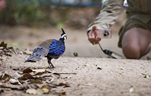 Palawan Peacock-Pheasant Ployplectron napoleonis posing for the camera Puerto Princesa Palawan Peacock-Pheasant Ployplectron napoleonis posing for the camera Puerto Princesa