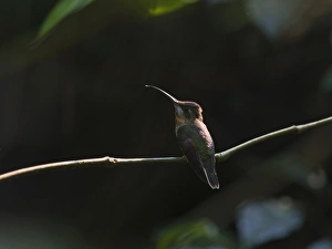 Pale-tailed Barb-throat Threnetes leucurus Tambopata Peruvian Amazon Pale-tailed Barb-throat Threnetes leucurus Tambopata Peruvian Amazon