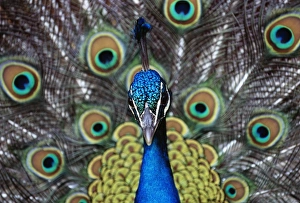 Wildlife Photographer David Tipling Prints: Peacock displaying