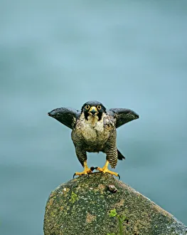 Peregrine Falcon Falco peregrinus female calling to bird perched on photographers hide Peregrine Falcon Falco peregrinus female calling to bird perched on photographers hide