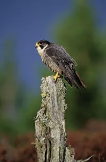 Peregrine Falcon Falco peregrinus Speyside Scotland February Peregrine Falcon Falco peregrinus Speyside Scotland February