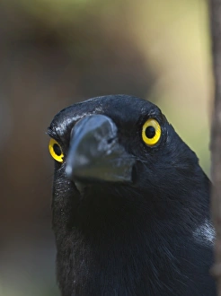 Pied Currawong Strepera graculina Queensland Australia Pied Currawong Strepera graculina Queensland Australia