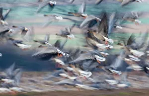 Pink-footed Geese Anser brachyrhynchus North Norfolk winter Pink-footed Geese Anser brachyrhynchus North Norfolk winter