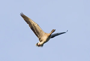 Pink-footed Goose Anser brachyrhynchus North Norfolk winter Pink-footed Goose Anser brachyrhynchus North Norfolk winter