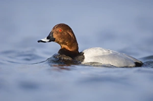 Pochard Aythya ferina male Northumberland UK winter Pochard Aythya ferina male Northumberland UK winter