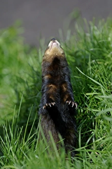 Wild Animals In Captivity Prints: Polecat looking up at bird in tree captive May