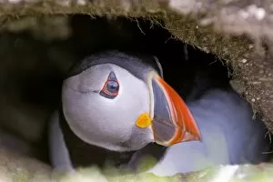 Images Dated 2nd June 2005: Puffin Fratercula arctica peering from burrow Shetland June
