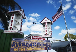 Purple Martin House Progne subis Nr Homestead Florida USA Purple Martin House Progne subis Nr Homestead Florida USA