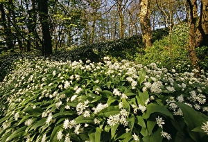Ramsons In Bloom Prints: Ramsons (Wild Garlic), Stackpole Woods, Pembrokeshire, Wales, spring