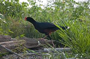 Razor-billed Currasow Mitu tuberosum Tambopata Amazon Peru Razor-billed Currasow Mitu tuberosum Tambopata Amazon Peru
