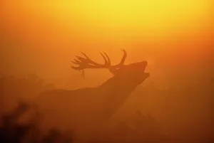 Red Deer, Cervus elaphus, stag calling at dawn, autumn, UK Red Deer, Cervus elaphus, stag calling at dawn, autumn, UK