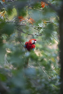 Red and Green Macaw Ara chloroptera Tambopata Amazon Rainforest Peru Red and Green Macaw Ara chloroptera Tambopata Amazon Rainforest Peru