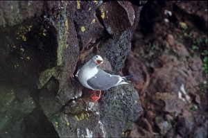 Red-legged kittiwake calling from cliff on St Paul Pribilof Islands Alaska Red-legged kittiwake calling from cliff on St Paul Pribilof Islands Alaska