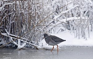 Redshank Tringa totanus on frozen ditch Cley Norfolk November Redshank Tringa totanus on frozen ditch Cley Norfolk November