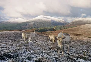 Reindeer on Cairngorm Scottish Highlands winter Reindeer on Cairngorm Scottish Highlands winter