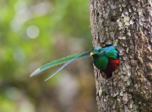 Resplendent Quetzal Pharomachrus moccino male looking out of nest hole Central Highlands Resplendent Quetzal Pharomachrus moccino male looking out of nest hole Central Highlands