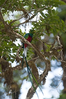 Resplendent Quetzal Pharomachrus mocinno Central Highlands Costa Rica Resplendent Quetzal Pharomachrus mocinno Central Highlands Costa Rica
