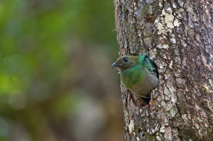 Resplendent Quetzal Pharomachrus mocinno female at nest Central Highlands Costa Rica Resplendent Quetzal Pharomachrus mocinno female at nest Central Highlands Costa Rica