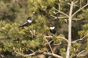 Ring Ouzel Turdus torquatas Great Caucasus Georgia April Ring Ouzel Turdus torquatas Great Caucasus Georgia April