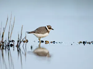Ringed Plover Charadrius hiaticula juvenile September Salthouse North Norfolk Ringed Plover Charadrius hiaticula juvenile September Salthouse North Norfolk