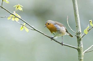 Norfolk Nature Photography Prints: Robin Erithacus rubecula Norfolk spring