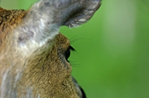 Kent Wildlife Photography Prints: Roe deer Kent May