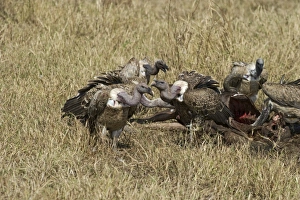 Ruppells Griffon Vultures Gyps rueppellii at carcass Masai Mara Kenya Ruppells Griffon Vultures Gyps rueppellii at carcass Masai Mara Kenya