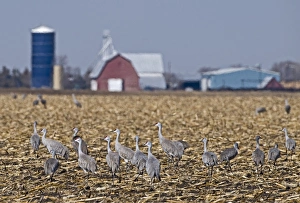 Sandhill Cranes Grus canadensis on fields by River Platte Nebraska April Sandhill Cranes Grus canadensis on fields by River Platte Nebraska April