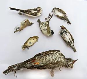 Seized dead birds from raid on illegal trapping operation by the Game Fund in Republic Seized dead birds from raid on illegal trapping operation by the Game Fund in Republic