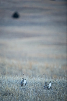 Sharp-tailed Grouse Tympanuchus phasianellus displaying on lek at dawn in the Sandhills Sharp-tailed Grouse Tympanuchus phasianellus displaying on lek at dawn in the Sandhills