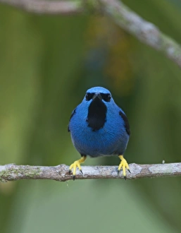 Shining Honeycreeper Cyanerpes lucidus La Selva Costa Rica Shining Honeycreeper Cyanerpes lucidus La Selva Costa Rica