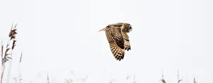 Short-eared Owl Asio flammeus Welney Norfolk Feb Short-eared Owl Asio flammeus Welney Norfolk Feb