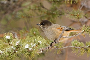 Siberian Jay Perisoreus infaustus Northern Finland March Siberian Jay Perisoreus infaustus Northern Finland March