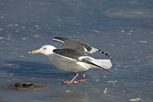 Slaty-backed Gull Larus schisisogus Hokkaido Japan winter Slaty-backed Gull Larus schisisogus Hokkaido Japan winter
