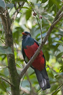 Slaty-tailed Trogon Trogon massena La Selva Costa Rica Slaty-tailed Trogon Trogon massena La Selva Costa Rica