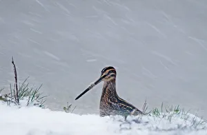 Snipe Gallinago gallinago in blizzard Cley November Snipe Gallinago gallinago in blizzard Cley November