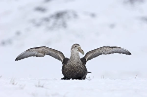 Southern Giant Petrel Macronectes giganteus Half Moon Island Antarctica Southern Giant Petrel Macronectes giganteus Half Moon Island Antarctica