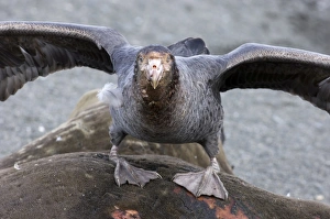 Southern Giant Petrel Macronectes giganteus on seal carcass South Georgia Southern Giant Petrel Macronectes giganteus on seal carcass South Georgia
