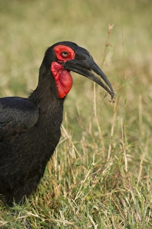 southern ground hornbill ground hornbill masai mara southern ground hornbill ground hornbill masai mara